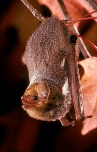 Eastern Red Bat | Outdoor Alabama